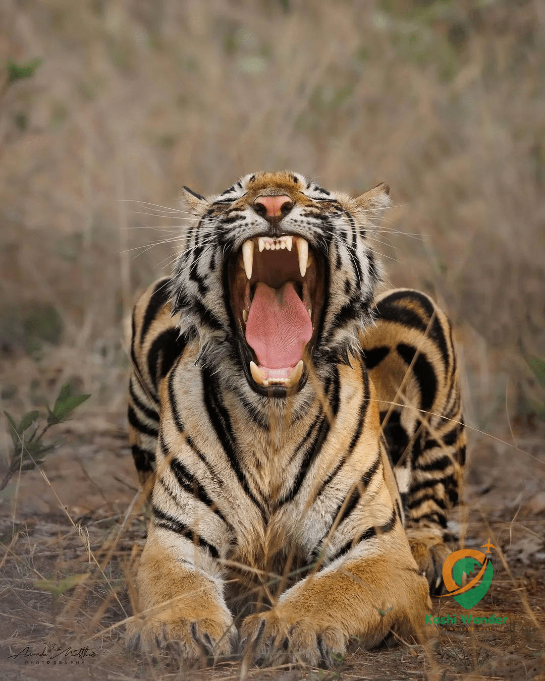Ranthambore | Tiger